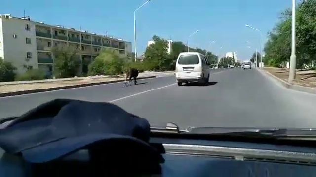 Бык сбежал смотреть онлайн