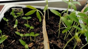 Томат Горшечный красный и Чудо лентяя в грунте из Светофора. Прошло 2 недели.Эксперимент!