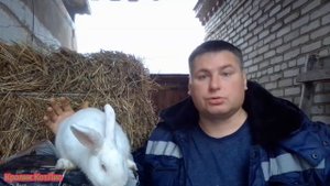 ОХОТА и СЛУЧКА кроликов в осенний период. Почему бывают прохолосты осенью к крольчих.