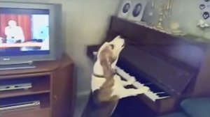 Собака играет на пианино и поет )))