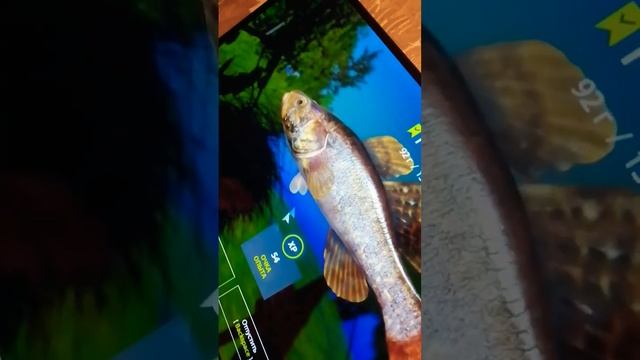 русская рыбалка 4 ротан танцует смотреть онлайн