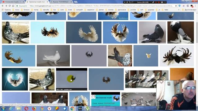 История возникновения николаевских серпокрылых голубей раздел 2 Школа голубевода смотреть онлайн