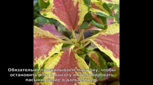 Как сохранить колеусы зимой. Ч.1 Черенкование