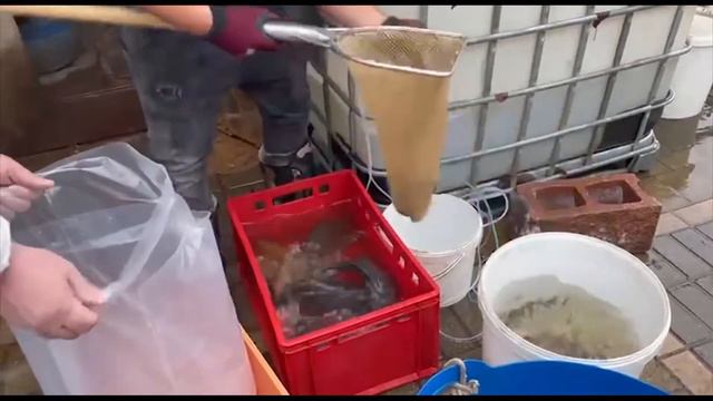 Купил форель для пруда. Адлерская янтарная и Ропшинская порода форели Рофор