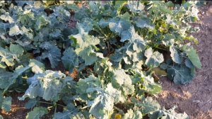 Выращивание оз.рапса. No-till 10.11.2018. Состояние посевов , продолжение