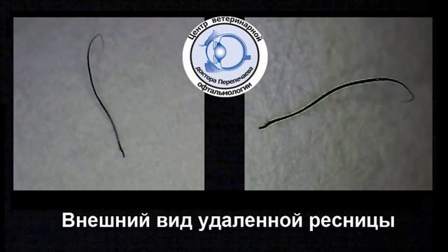 Гриффон.  Удаление крупной эктопической ресницы у гриффона.