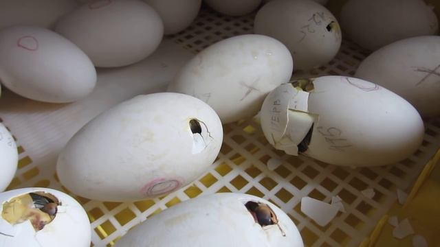 Вывод гусят в инкубаторе argis смотреть онлайн