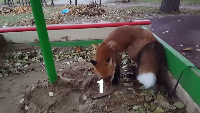 Tiki the fox and the piles of leaves 2 (Day 241) смотреть онлайн