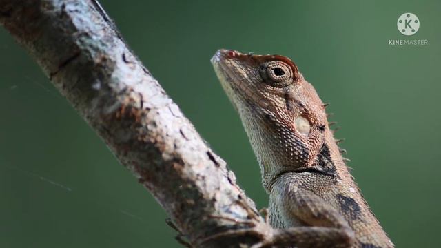 differences between lizards and salamanders смотреть онлайн