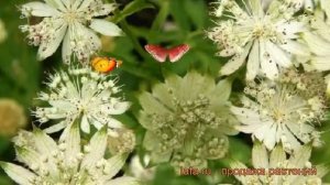 Астранция крупная Шегги (astrantia major shaggy) ? Шегги обзор: как сажать, саженцы астранции Шегги