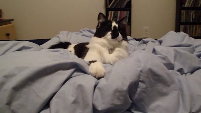 Go On Now Git, Cat! смотреть онлайн