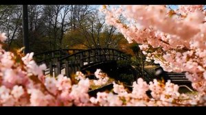 Beautiful Japanese gardens Японский сад 日本庭園