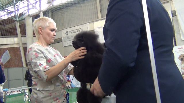 82  Моно пуделей 27.04.2019. Екатеринбург. смотреть онлайн