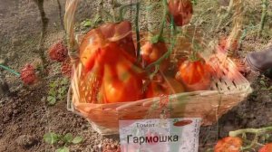 Томат Гармошка! Любишь вкусные томаты - посади Гармошку!