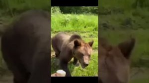 Разбудили русского медведя