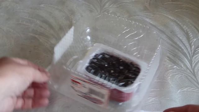 Шеффлера (Schefflera) : выращивание из  семян в домашних условиях.Часть 1-я