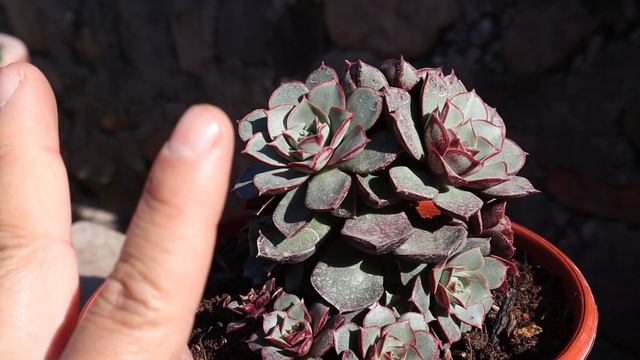 Cuidados de la Echeveria longissima смотреть онлайн
