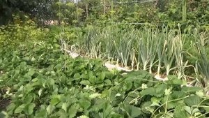 Какие оставлять "усы" на клубнике для размножения сорта.
