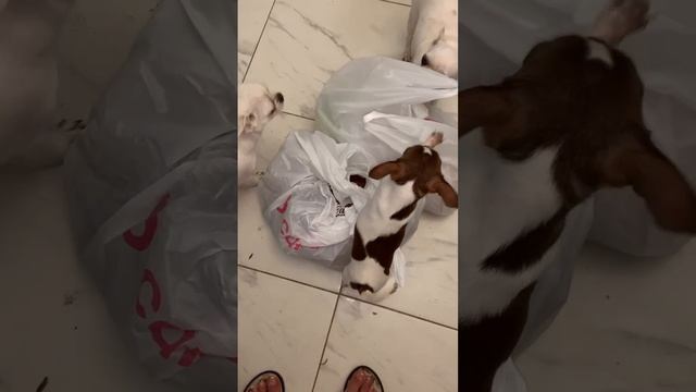 Маленькие проверяльщики.