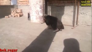 ХУРОЗ ВА ИТ ЖАНГИ.🤪🤣🤦♂️COCK AND DOG BATTLE. БОЙ ПЕТУХА И СОБАКИ.