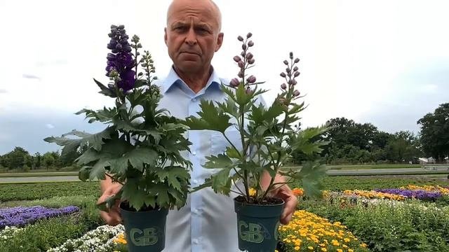 Delphinium Delphina