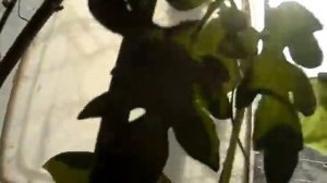 помидор на балконе ХУРМА