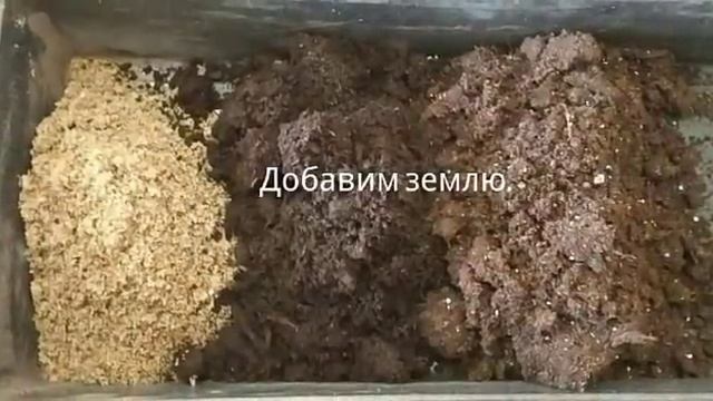 Розмарин. Размножение семенами через рассаду. Rosemary from seed.  Кратко, чётко и ясно.