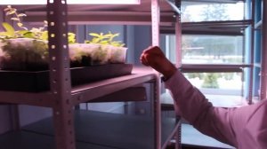 РЛССЦ (микроклональное размножение голубики)