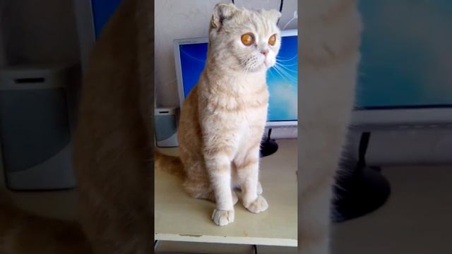 funny gopher cat забавный кот стоит на задних лапах Scottish Fold вислоухий