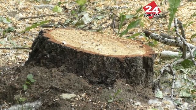 В ДИМИТРОВГРАДЕ ИЩУТ 30 ТЫСЯЧ НА ВОССТАНОВЛЕНИЕ СВЕТОВЫХ ОПОР смотреть онлайн