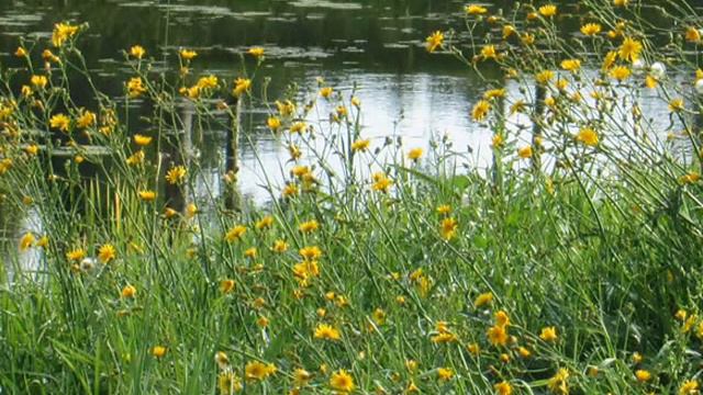 "Поедемте, братцы, мы в лесок за охотой" - "Let's go Hunting, Fellows", theatre "Ne-Kabuki" смотреть онлайн