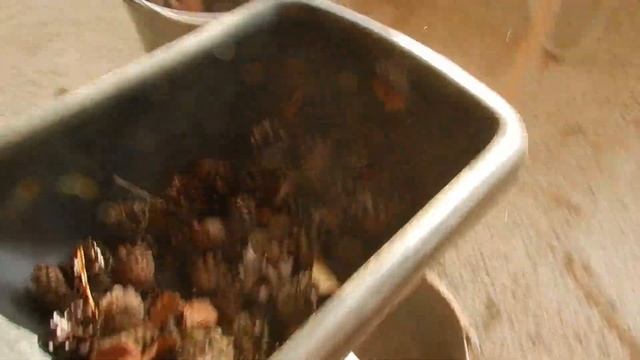 ЛУЧШАЯ МУЛЬЧА ИЗ ДРОБЛЕНЫХ ШИШЕК. ДЛЯ ГОЛУБИКИ И ХВОЙНЫХ. СВОИМИ РУКАМИ.