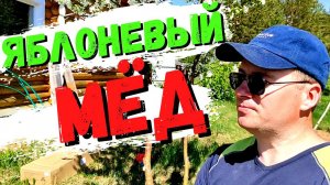 Будет ОДУВАНЧИКОВЫЙ и ЯБЛОНЕВЫЙ МЁД. Работа пчёл на цветах #44