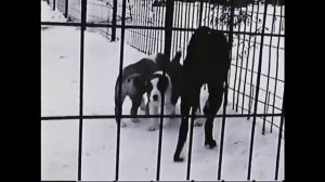 Питомник алабаев при монастыре / САО / Авторское видео