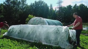 Ящик Пандоры открыт. Боремся с пасынками на помидорах. Табак расти не спешит.