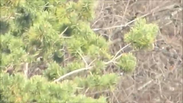 ВИДЕО И ЗУМ ТЕСТ CANON SX50 HS смотреть онлайн