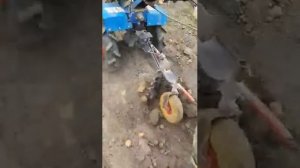 Копаем картошку мотоблоком