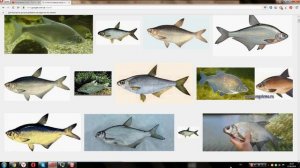 Синец (подвид леща)