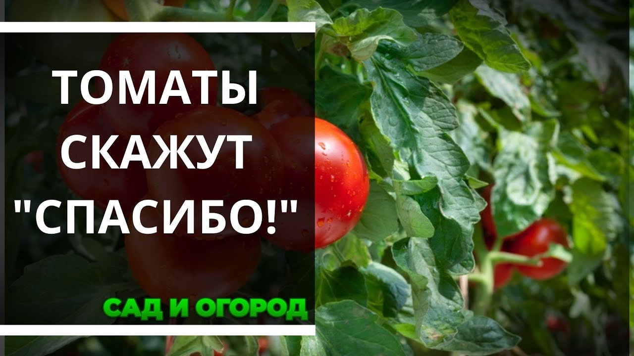 Народные рецепты удобрений для обильного урожая томатов