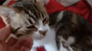 Возьмите котенка в добрые руки бесплатно