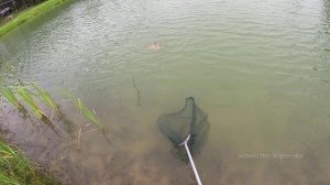 Хозяйство Воронова | Пруд | 2х ,больших карпов поймали одновременно