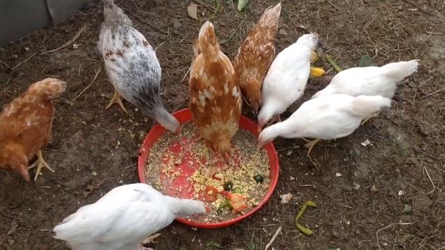 Куры и цыплята ?/ Что едят ? / Где живут ?/ Мешанка для кур ? / Орхидеи цветут ? смотреть онлайн