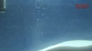 Azoo Plus Cloudy «Нейтрализатор мутной воды»  результат за 30 мин.