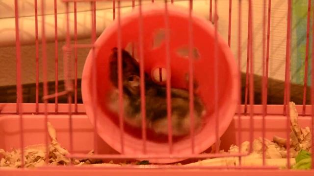 Джунгарский хомячек в колесике. смотреть онлайн