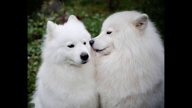 Самоедская собака (Samoyed dog) - порода собак