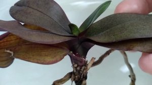 ЭТА ТАБЛЕТКА орхидеи ОЖИВИТ! корни ТОЖЕ! листья ДАЖЕ! НИКОТИНОВАЯ КИСЛОТА для полива орхидеи!