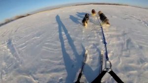 скиджоринг