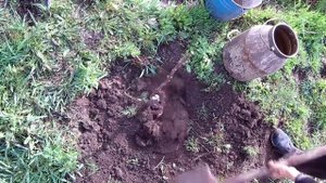 Выращивание хурмы в суровом климате / Сорт Мидер не вымерзает при - 30