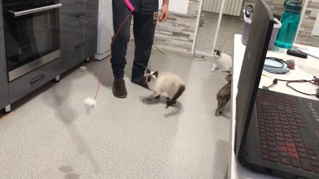 Видео с сумасшедшим котом. Игрушка держите мышь рядом с кошкой смотреть онлайн