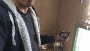 Индюки перестали набирать вес. В чем причина? Индюкам 8 недель